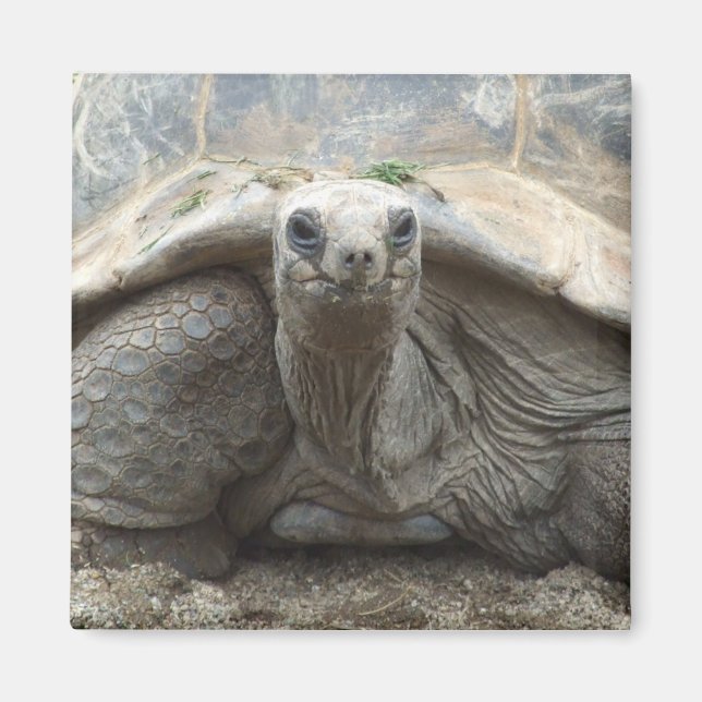 Imán Galápagos Tortoise Magnet (Frente)
