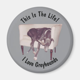 Imán Galgo Así es la vida 