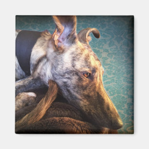 Imán Galgo Brindled del acechador