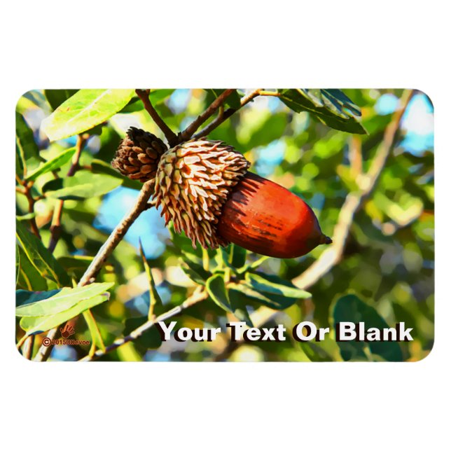Imán Galilee Acorn (Horizontal)