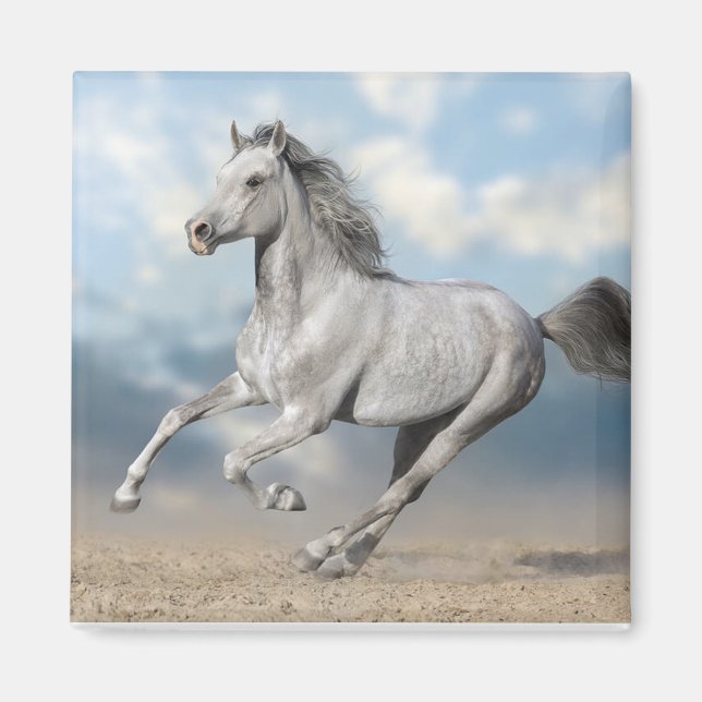 Imán Galletas de caballos de raza árabe gris a través d (Frente)
