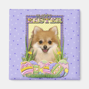 Imán Galletas del huevo de Pascua - Pomeranian