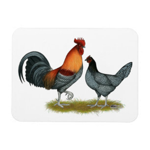 Imán Gallina Azul de Delaware