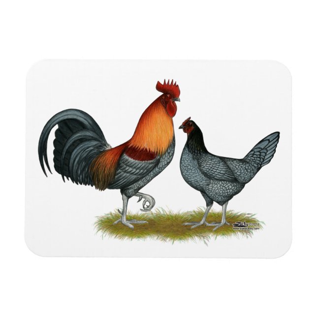 Imán Gallina Azul de Delaware (Horizontal)