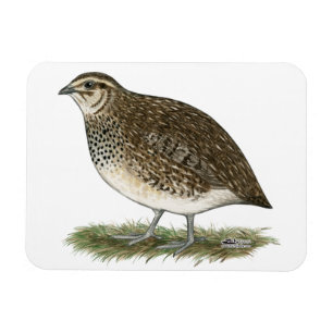 Imán Gallina de las codornices del Coturnix