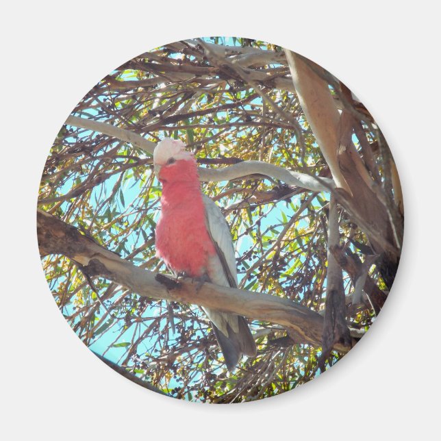 Imán gallina salvaje (Frente)