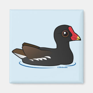 Imán Gallinule común