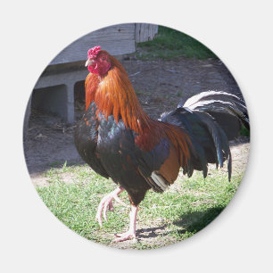 Imán Gallo