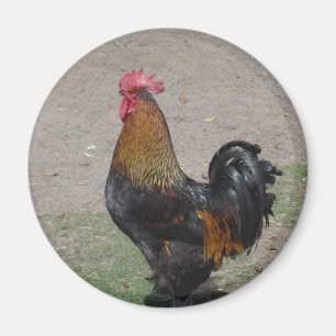 Imán gallo