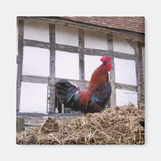 IMÁN GALLO (Frente)