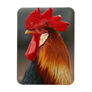 Imán Gallo Doméstico de Corral