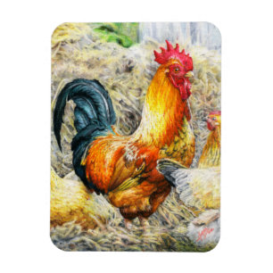 Imán Gallo orgulloso