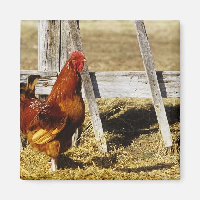 Imán Gallo rojo de Rhode Island (Frente)