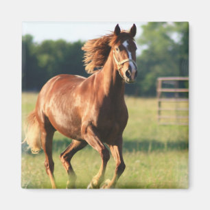 Imán galopante del caballo de la castaña