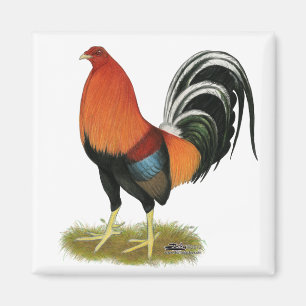 Imán Gamecock Wheaten Rooster