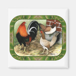 Imán Gamefowl en la granja