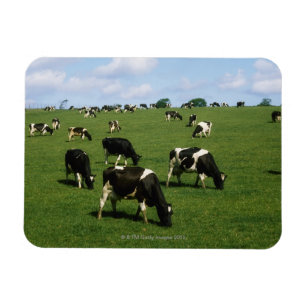 Imán Ganado del Holstein-frisón, Irlanda