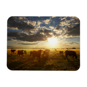 Imán Ganado en el campo, puesta del sol