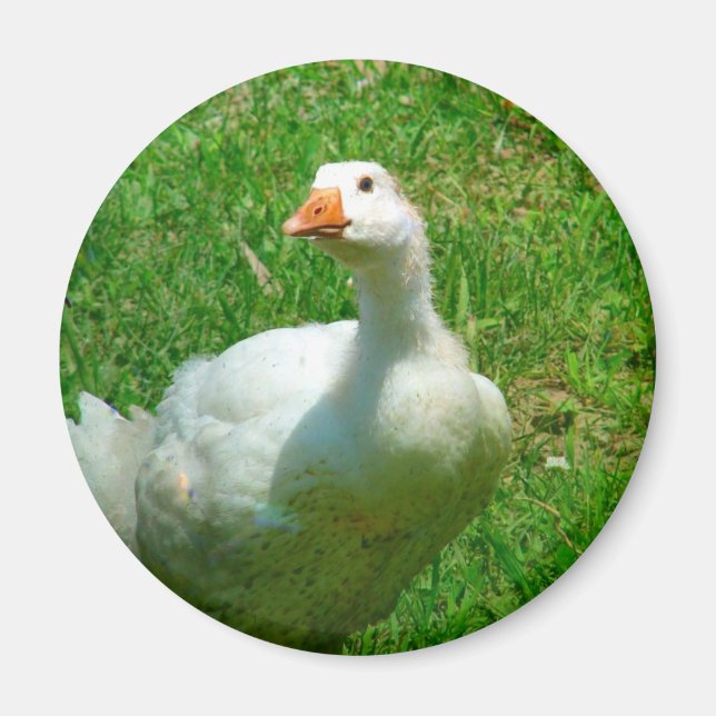 Imán Gander (Frente)