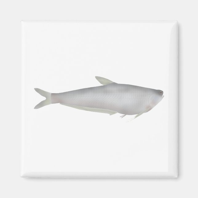 Imán Gangetic Hairfin Anchovy  (Frente)