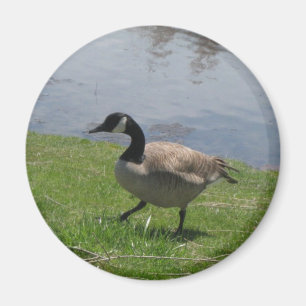 Imán ganso