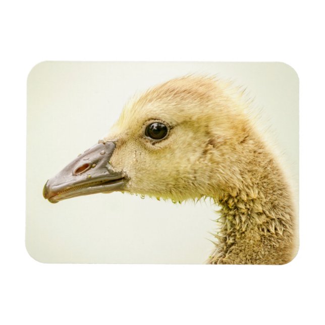 Imán Ganso Canadiense (Gosling) (Horizontal)