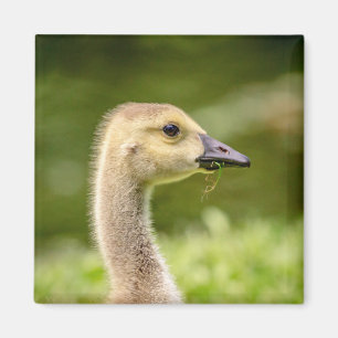 Imán Ganso Canadiense (Gosling)