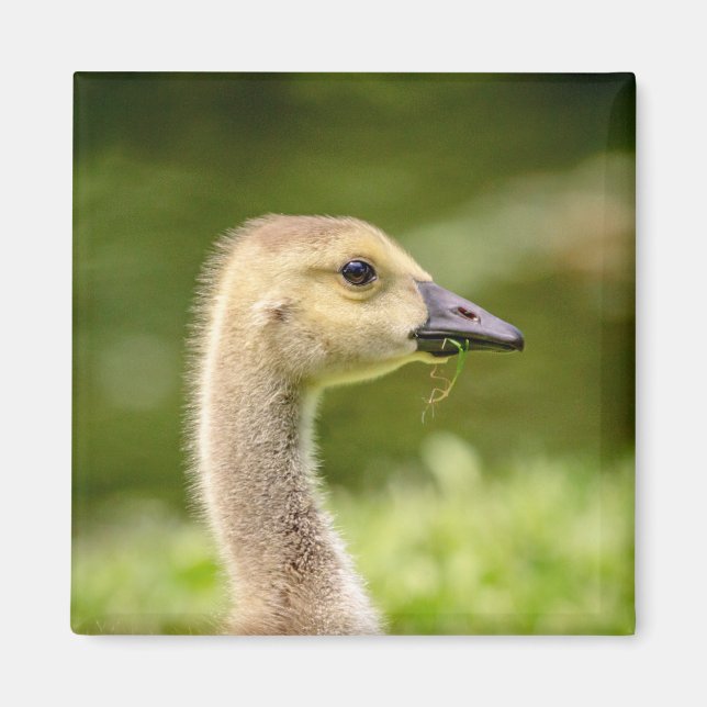 Imán Ganso Canadiense (Gosling) (Frente)