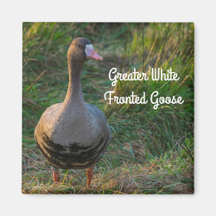 Imán Ganso de frente blanco