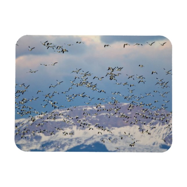 Imán Gansos de nieve durante la migración de primavera (Horizontal)