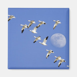 Imán Gansos de nieve toman vuelo en el lago Freezeout N