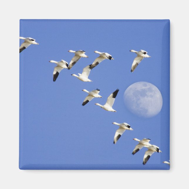 Imán Gansos de nieve toman vuelo en el lago Freezeout N (Frente)