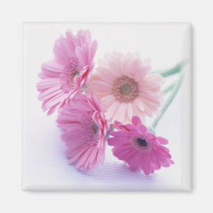 Imán Garden Bounty 8