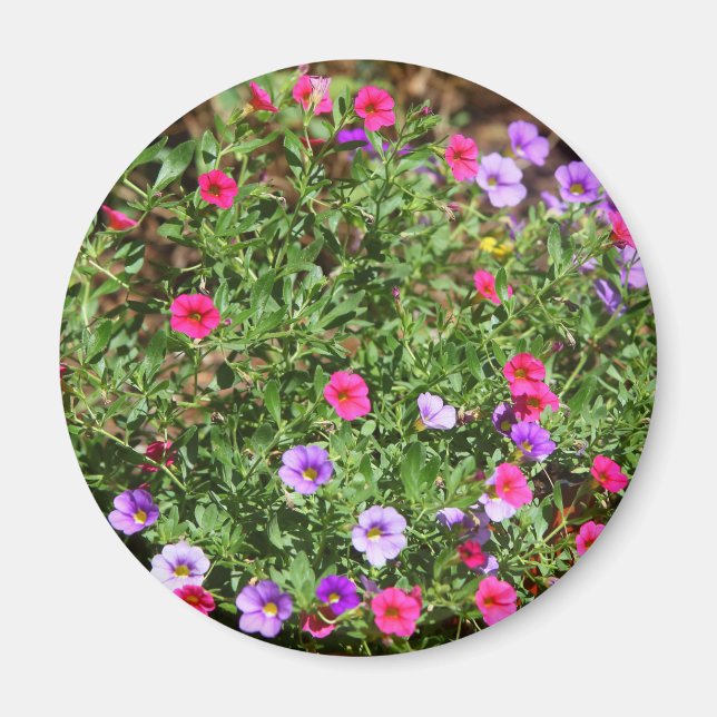 Imán Garden Petunia Magnet (Frente)
