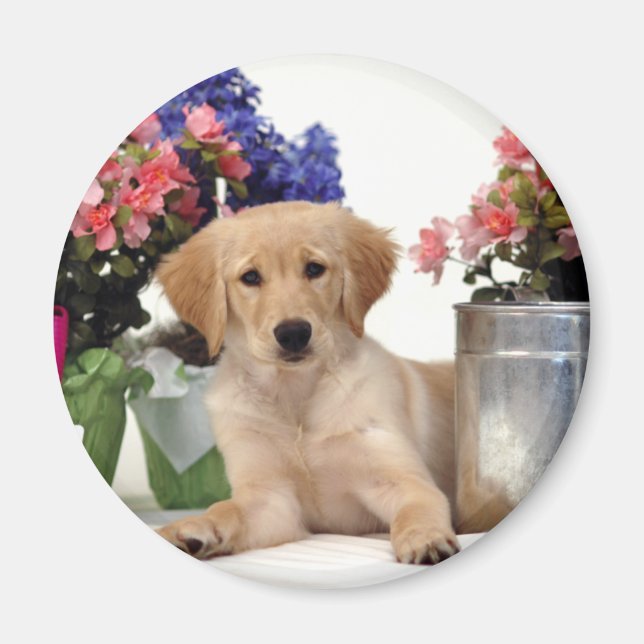 Imán Gardening Golden Retriever Puppy (Frente)