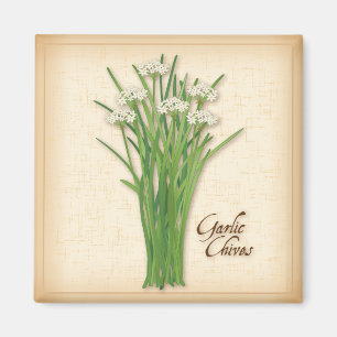 Imán Garlic Chives Herb
