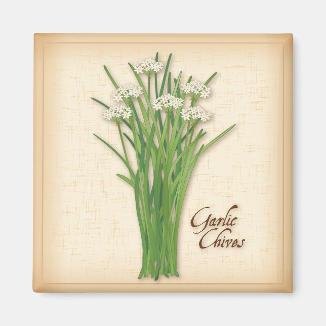 Imán Garlic Chives Herb (Frente)