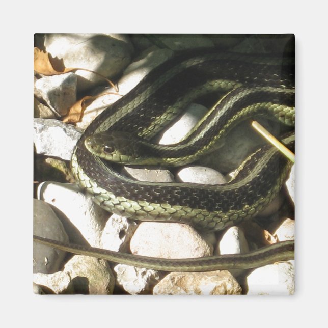 Imán Garter Snake on Rocks (Frente)