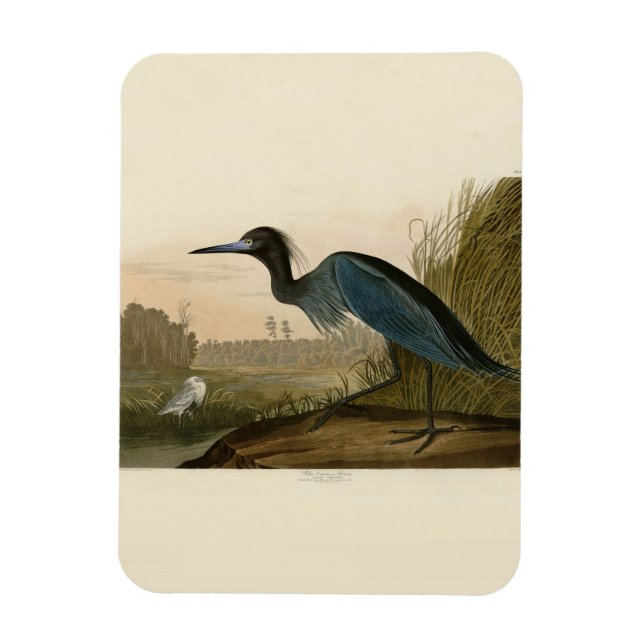 Imán Garza azul Audubon Pintura (Vertical)