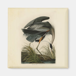 Imán Garza azul grande de Audubon Marjal Ave