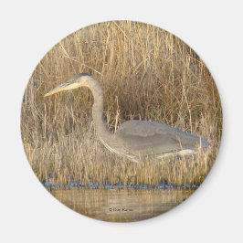 Imán Garza azul juvenil B19