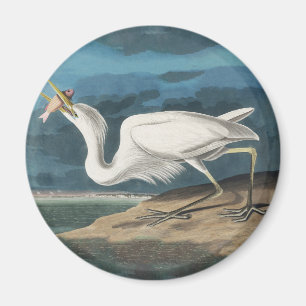 Imán Garza Blanca Grande de Audubon: Ave Costera Vintag