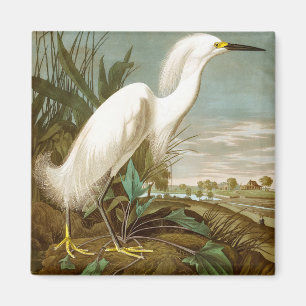 Imán Garza blanca por John James Audubon