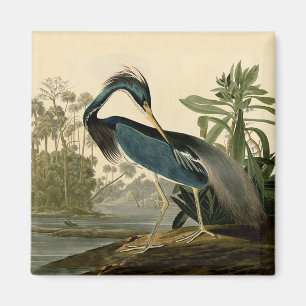 Imán Garzas de Audubon Louisiana Aves América Arte