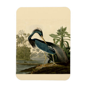 Imán Garzas de Louisiana de Audubon Pájaros Arte Améric