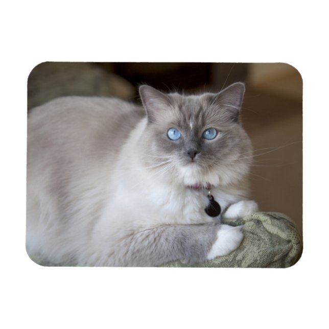 Imán Gata Ragdoll hembra (Horizontal)