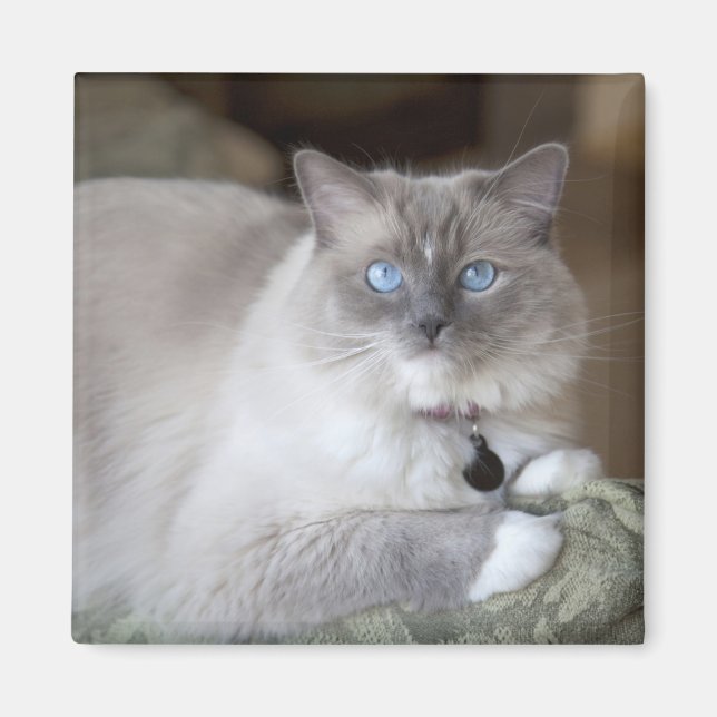 Imán Gata Ragdoll hembra (Frente)