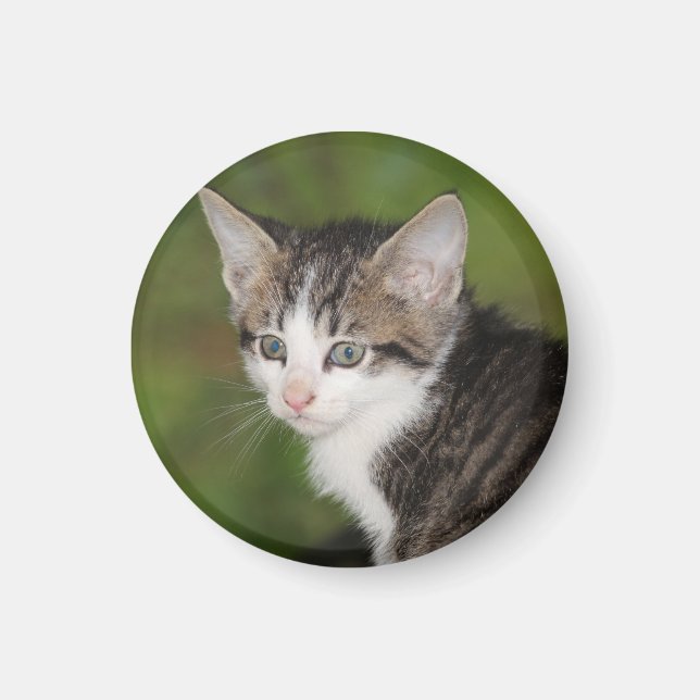 Imán Gatito (Frente)