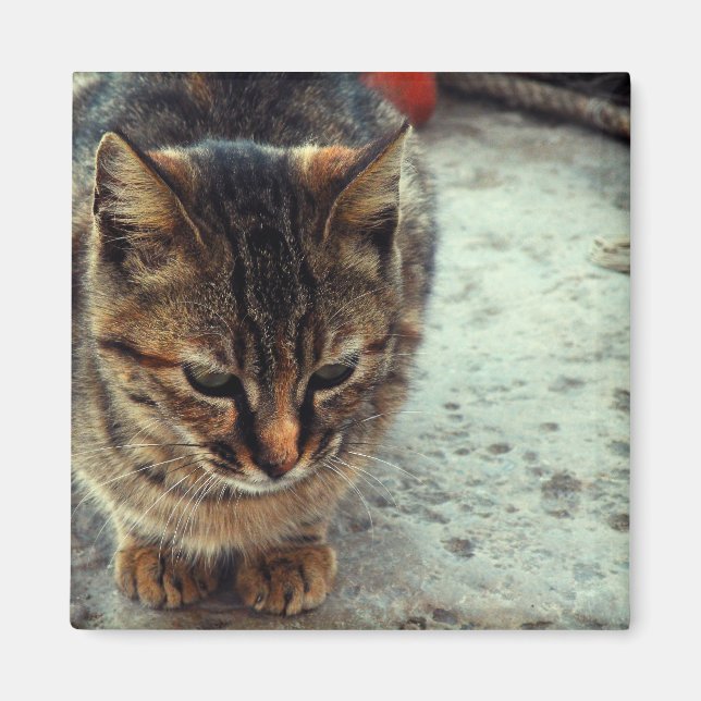 Imán gatito (Frente)