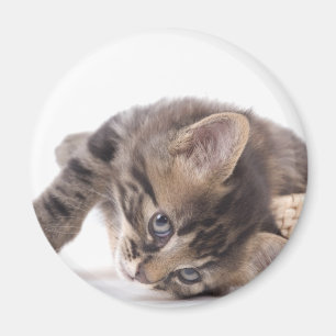 Imán gatito